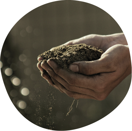Hands holding soil
