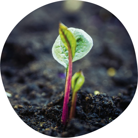 A seedling
