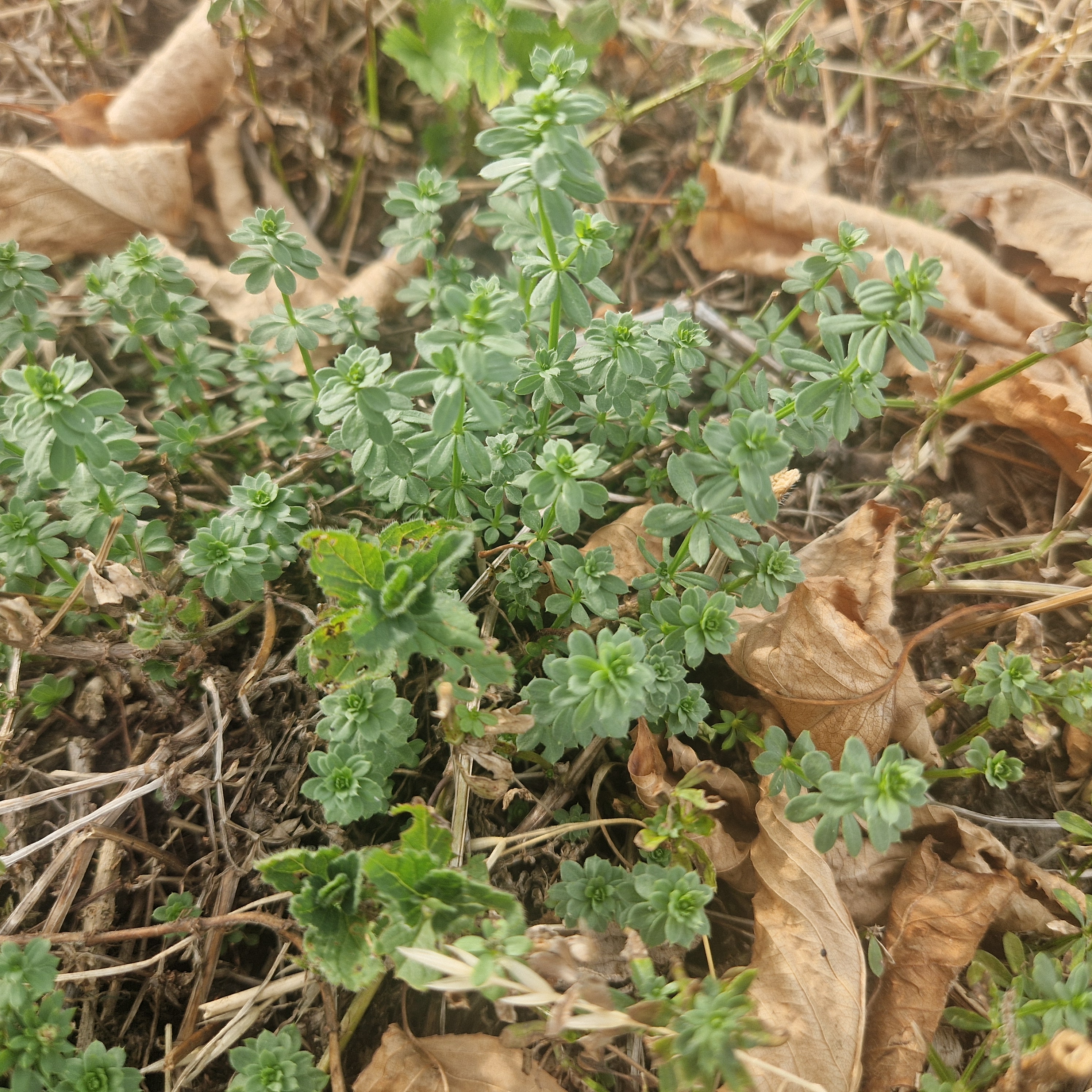 Germander speedwell and bedstraw