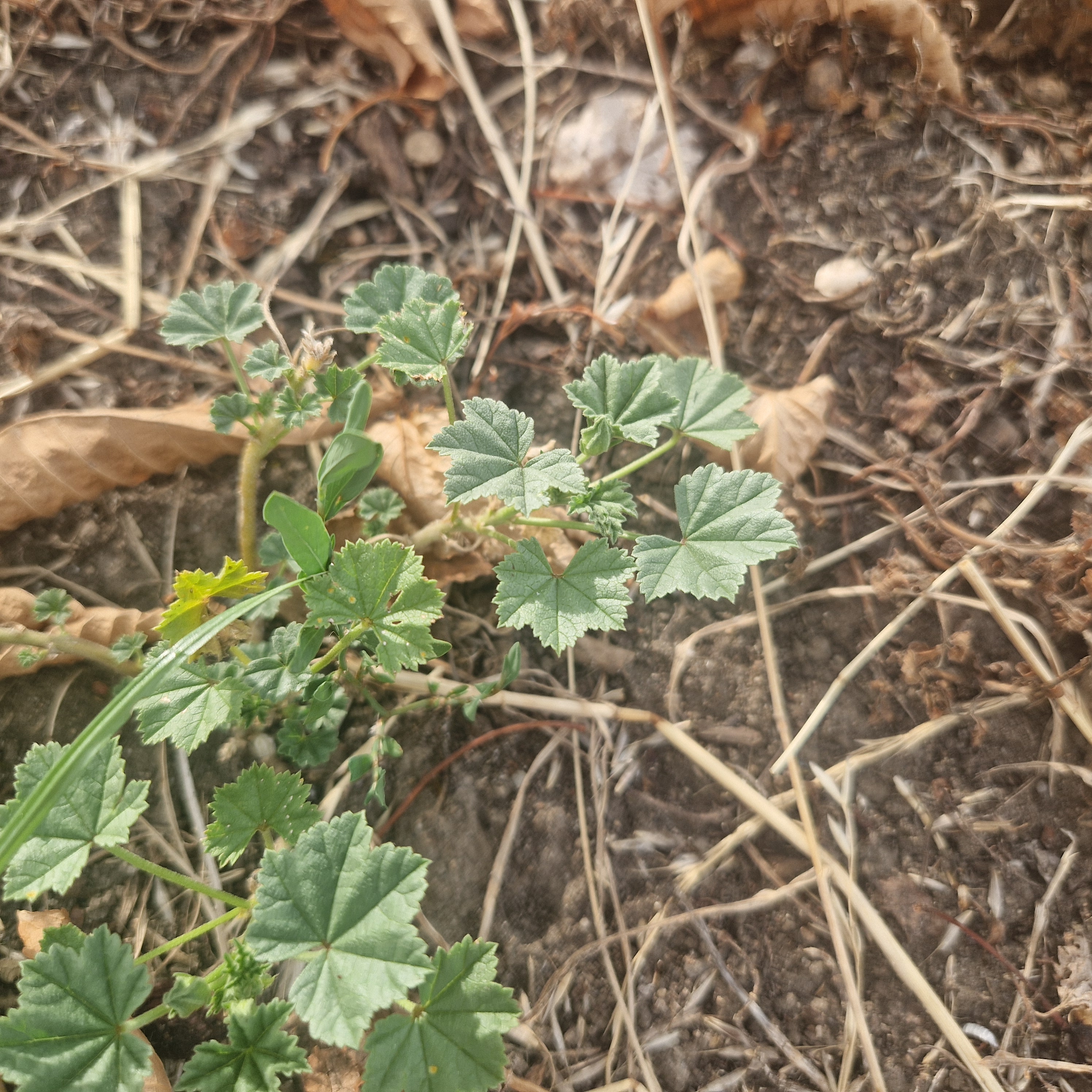Dove's-foot cranesbill