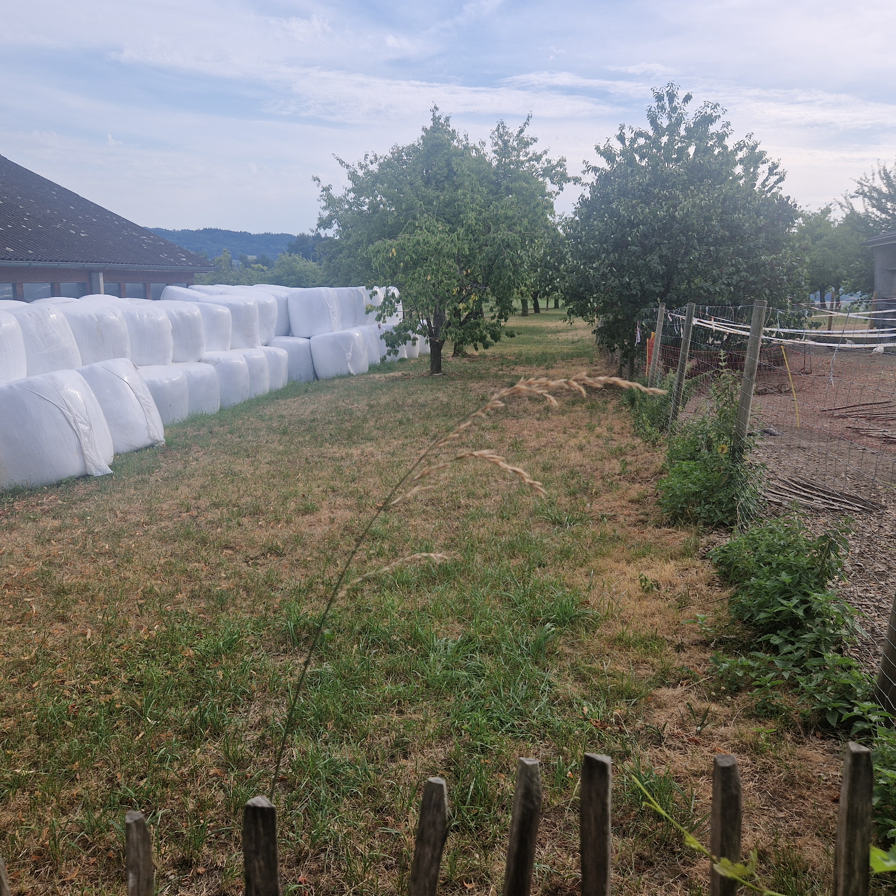 The site in summer
