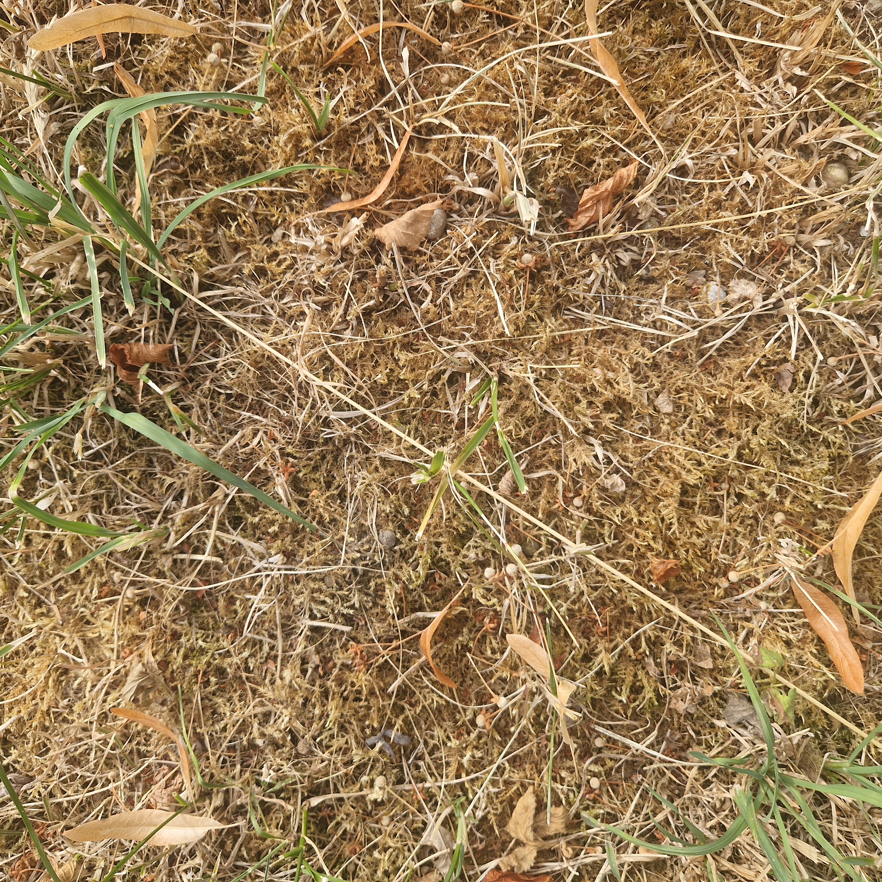 Moss throughout the field